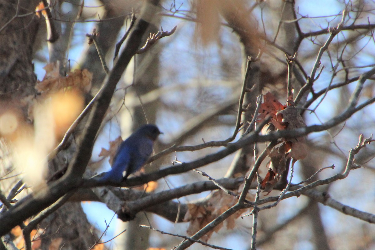 Eastern Bluebird - Betty Thomas