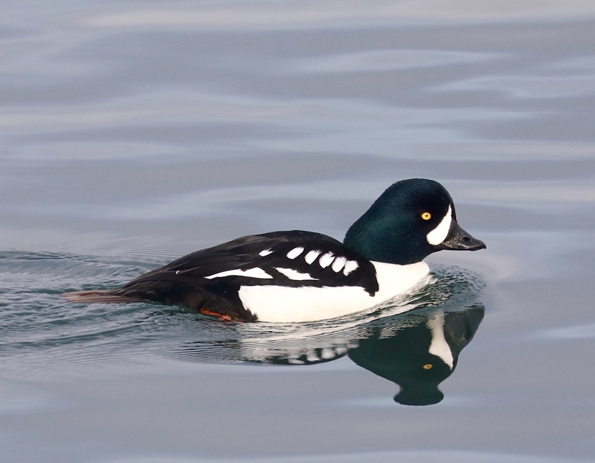 Barrow's Goldeneye - maxine reid