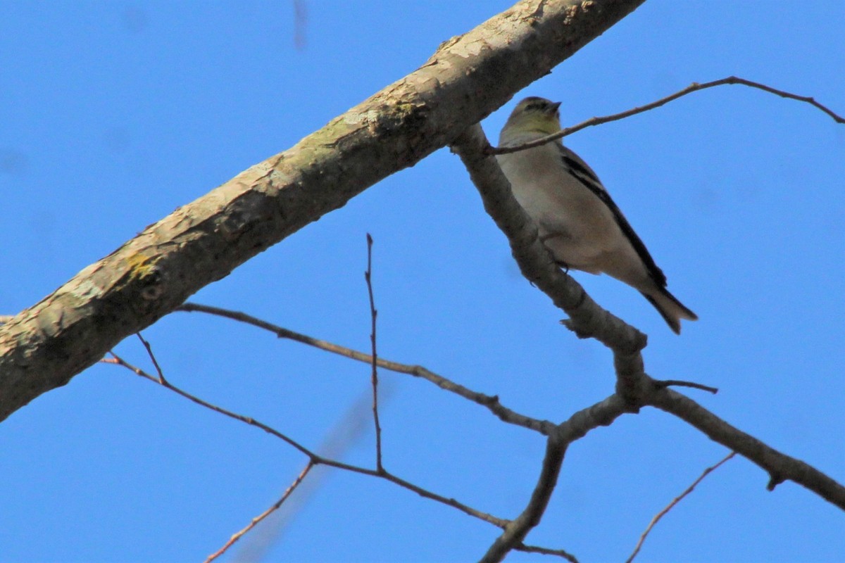 American Goldfinch - ML526324871