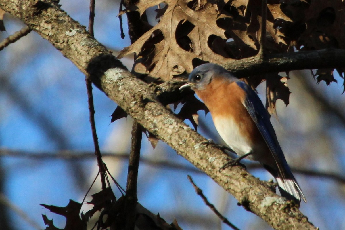 Eastern Bluebird - ML526325431