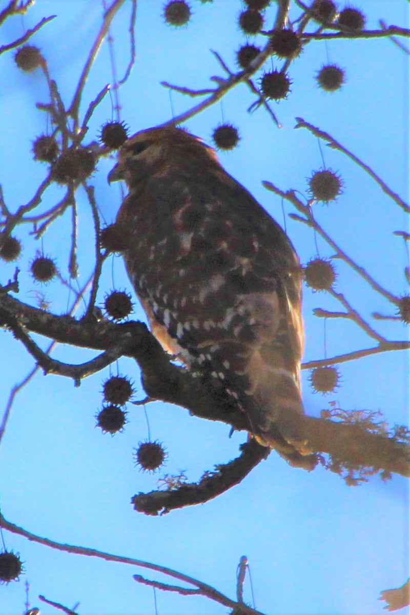 Red-shouldered Hawk - ML526326051