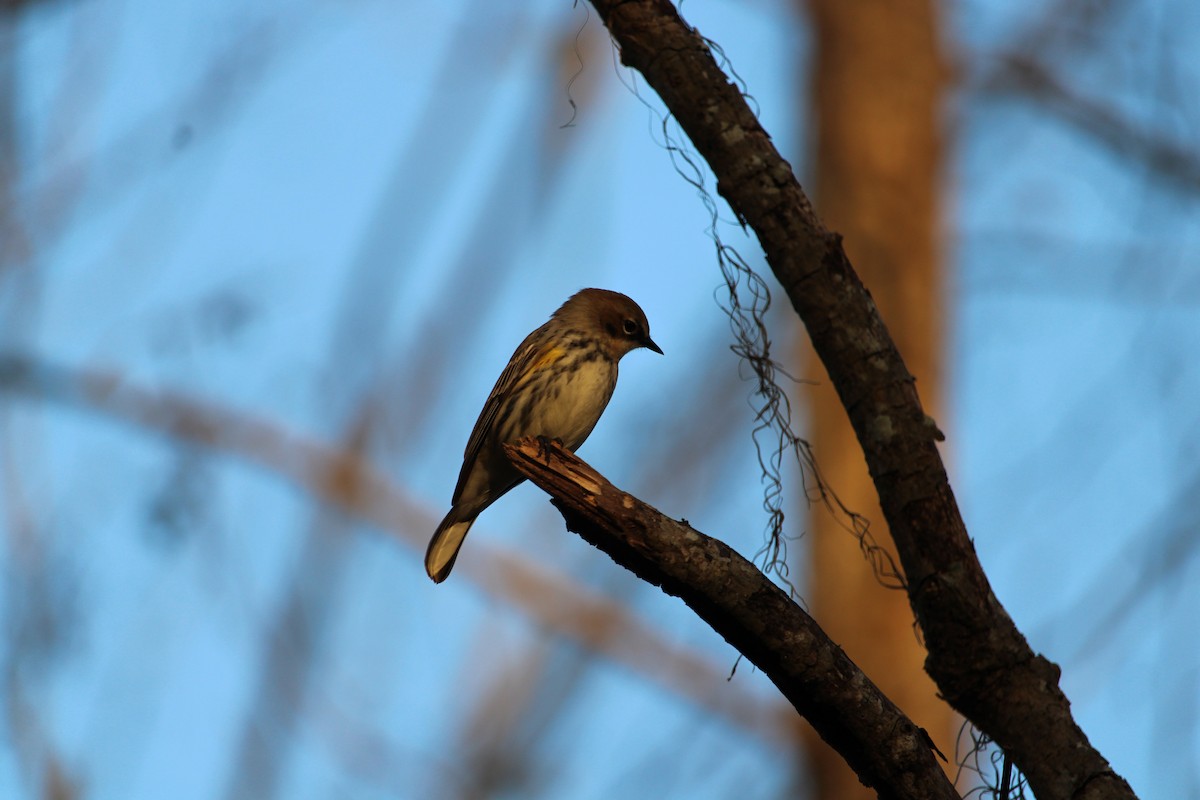 Yellow-rumped Warbler - Benjamin Birdland