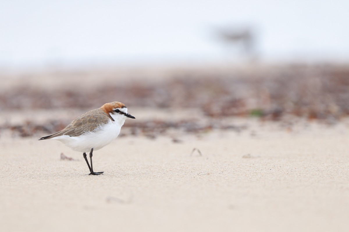 Red-capped Plover - ML526328471