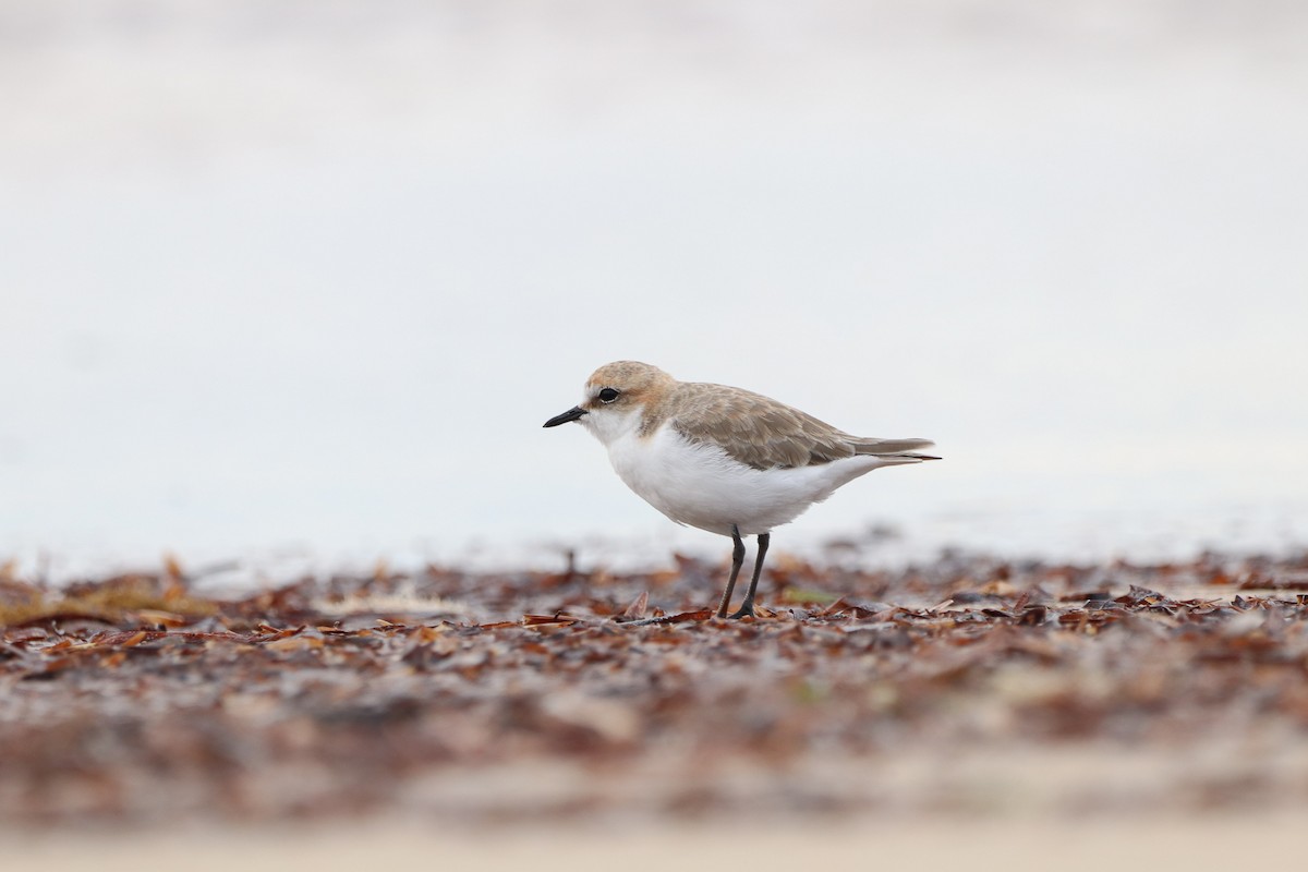 Red-capped Plover - ML526328541