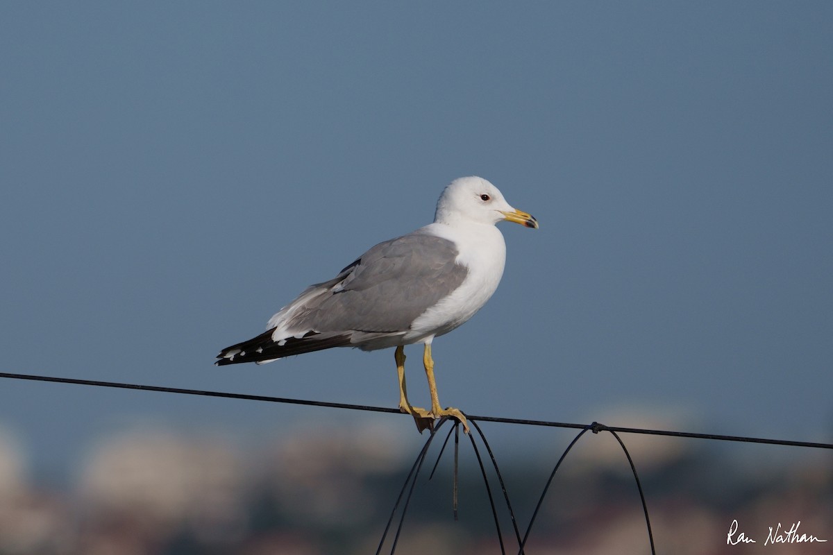 Gaviota Armenia - ML526328761