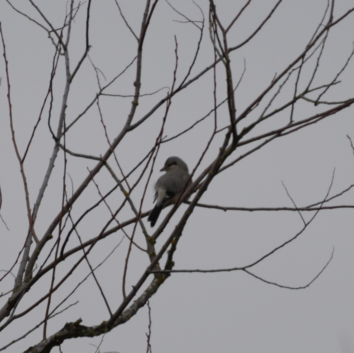 Northern Shrike - Joe RouLaine