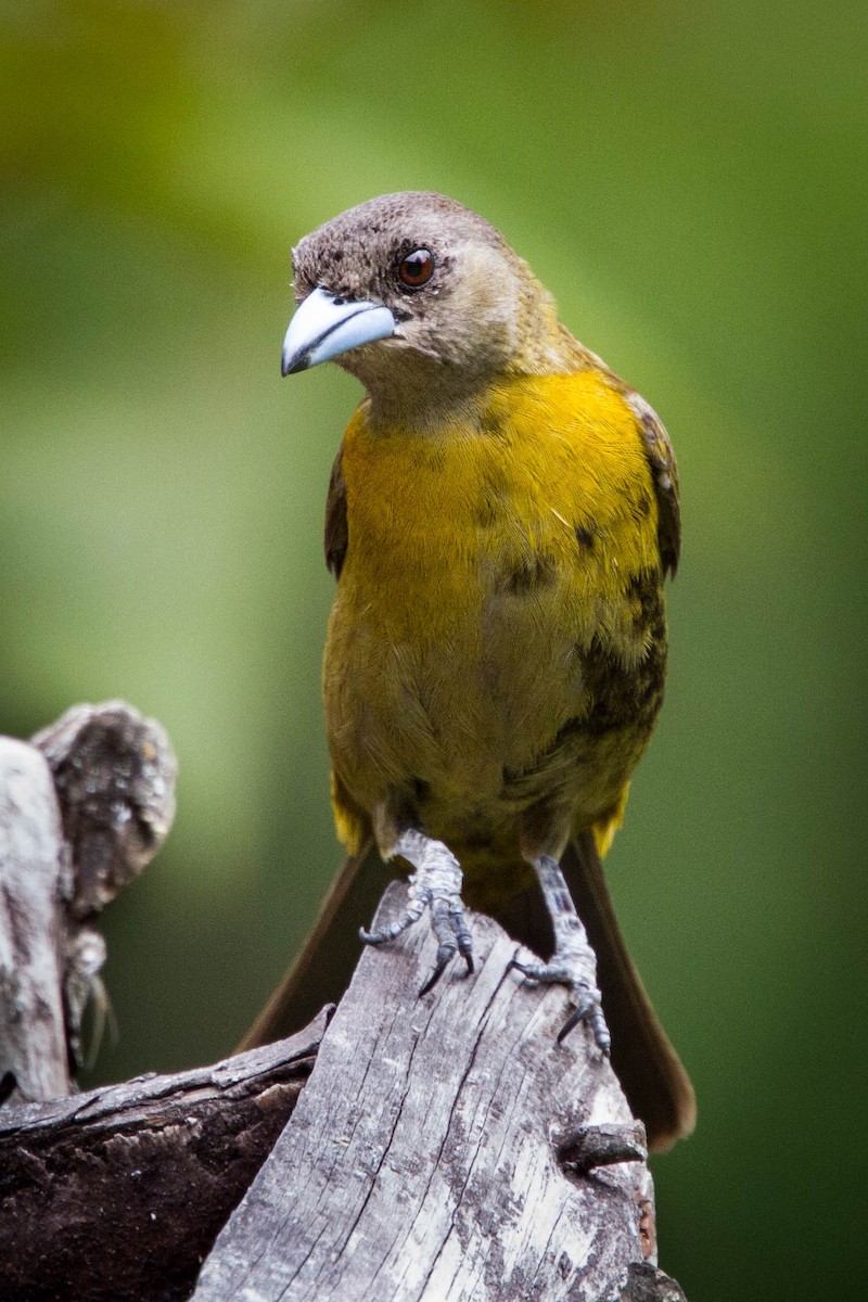 Scarlet-rumped Tanager - ML526329661