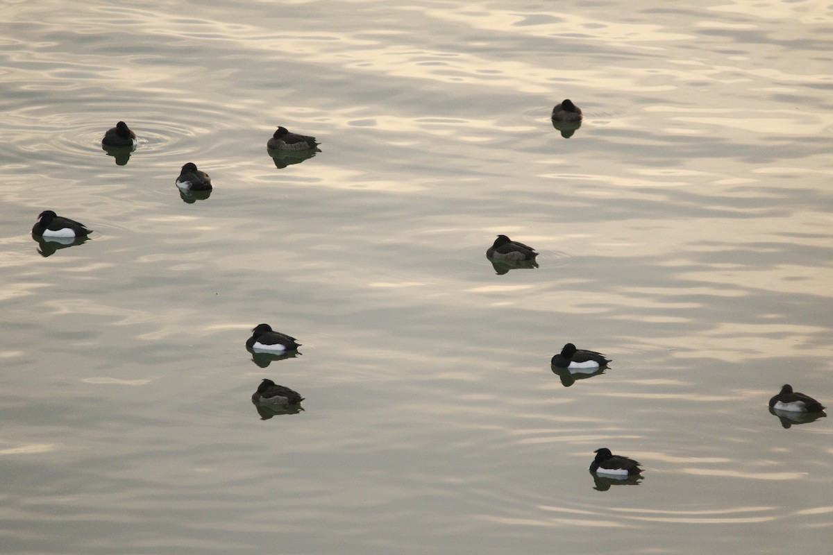 Tufted Duck - ML526329671