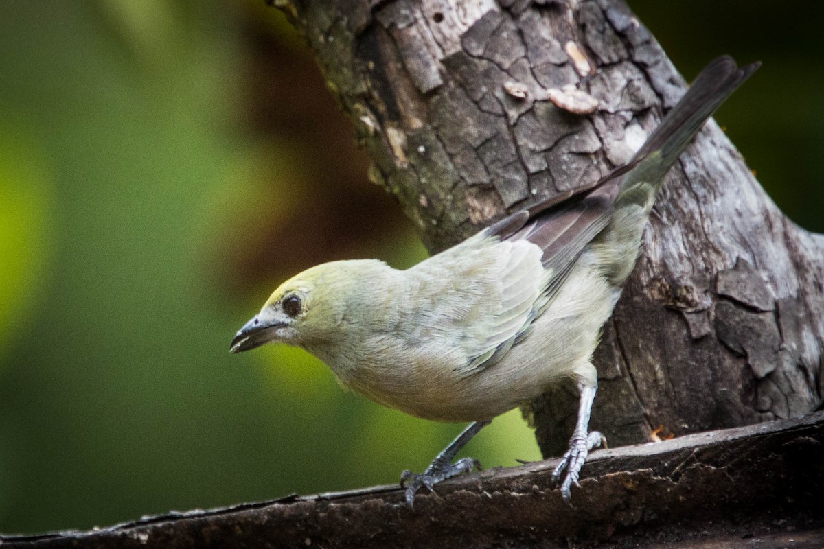 Palm Tanager - ML526329701