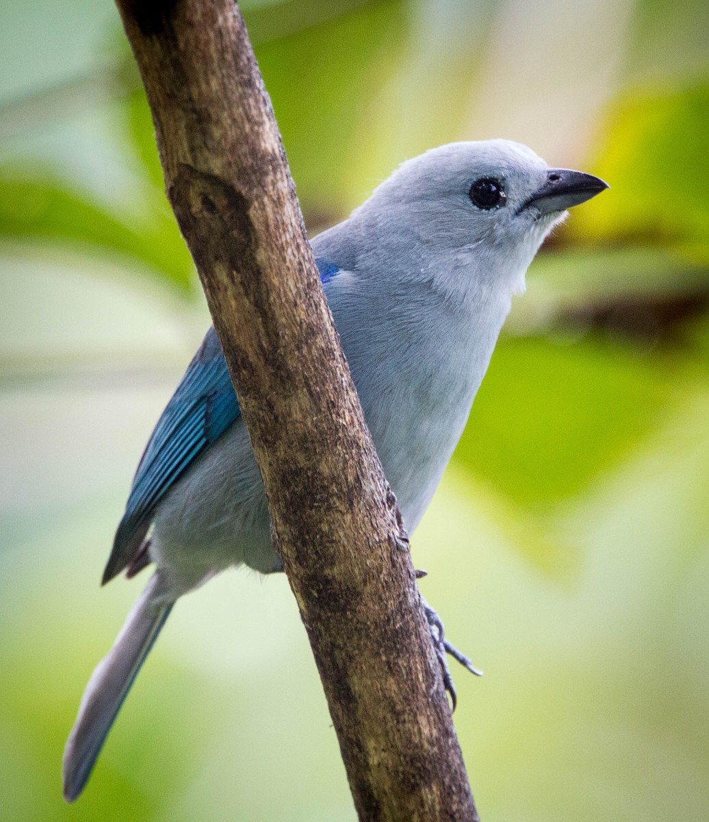 Blue-gray Tanager - ML526329791