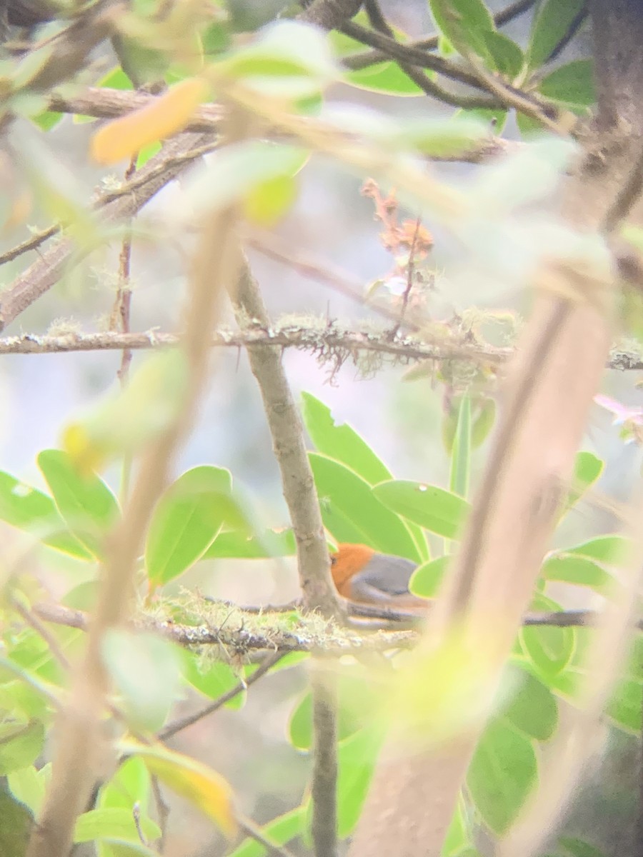 Rufous-chested Tanager - Sam Heinrich