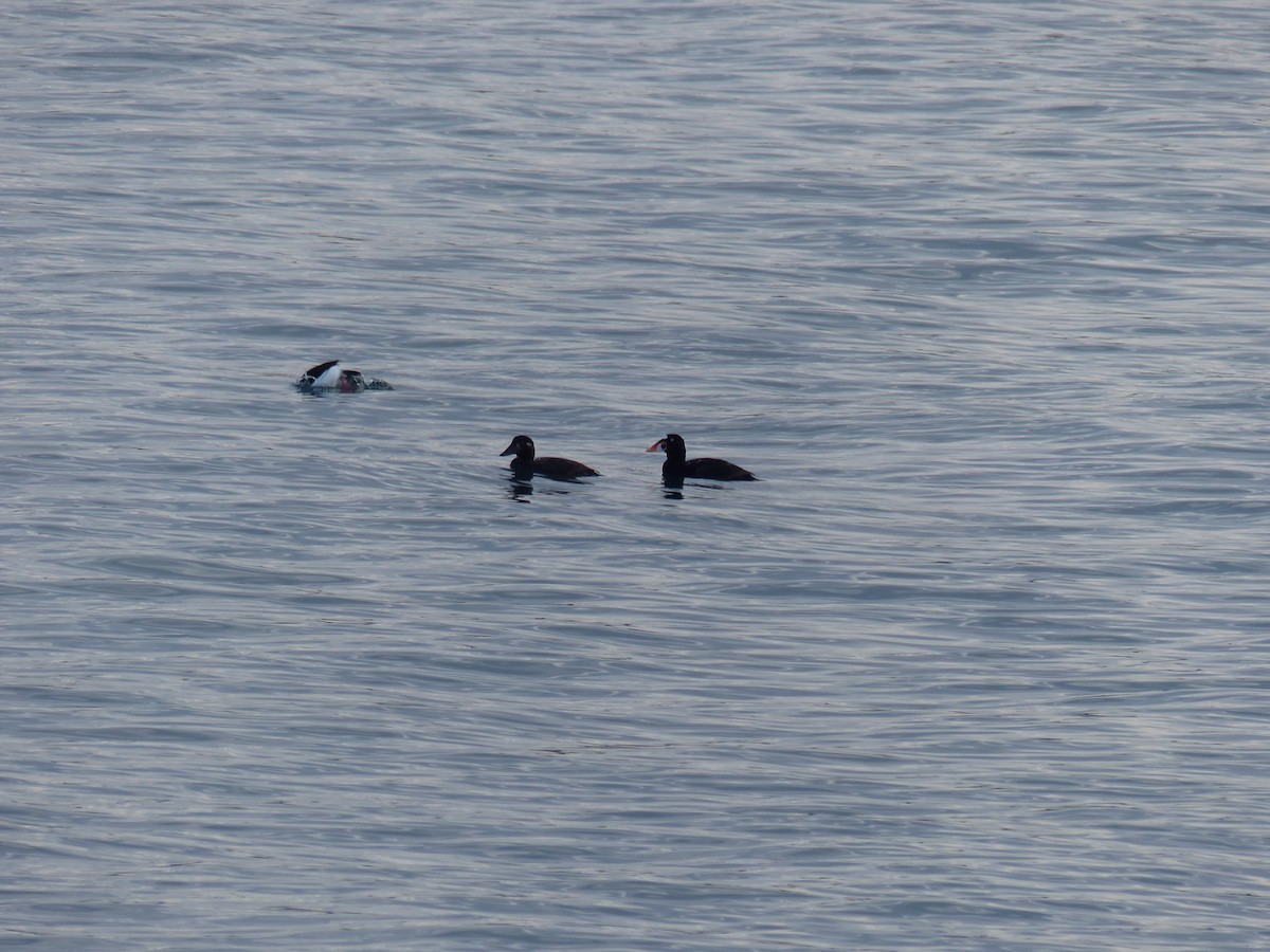 Surf Scoter - ML526330531