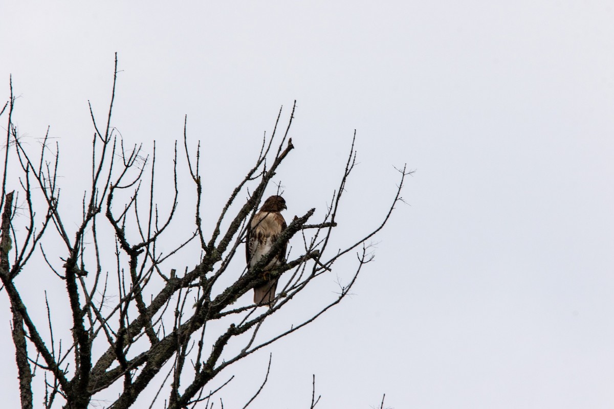 Red-tailed Hawk - Nathan Mixon