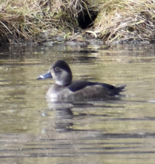 Ring-necked Duck - ML526330641