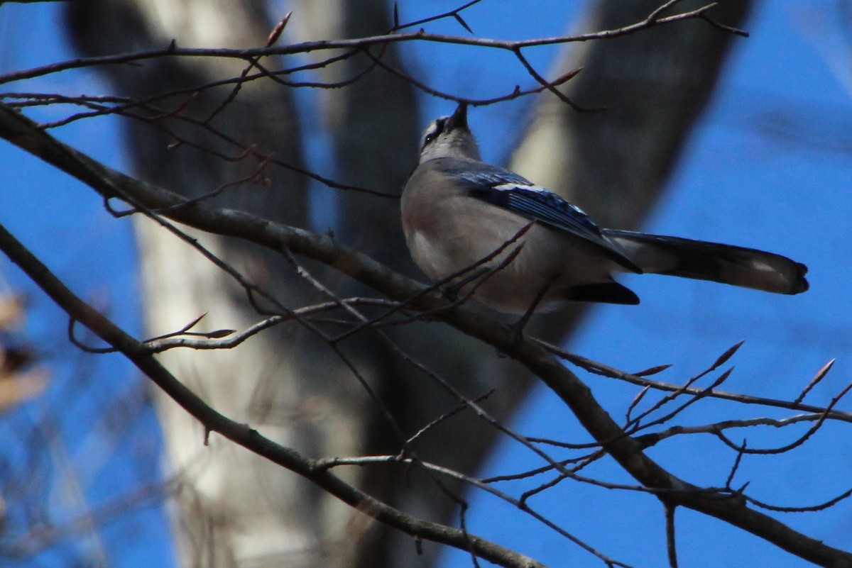 Blue Jay - Betty Thomas