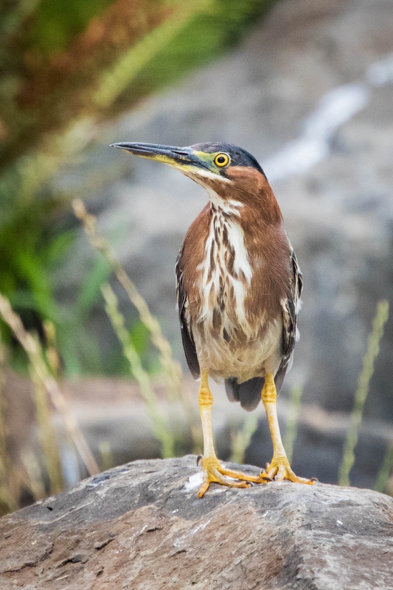 Green Heron - Jonathan Ley