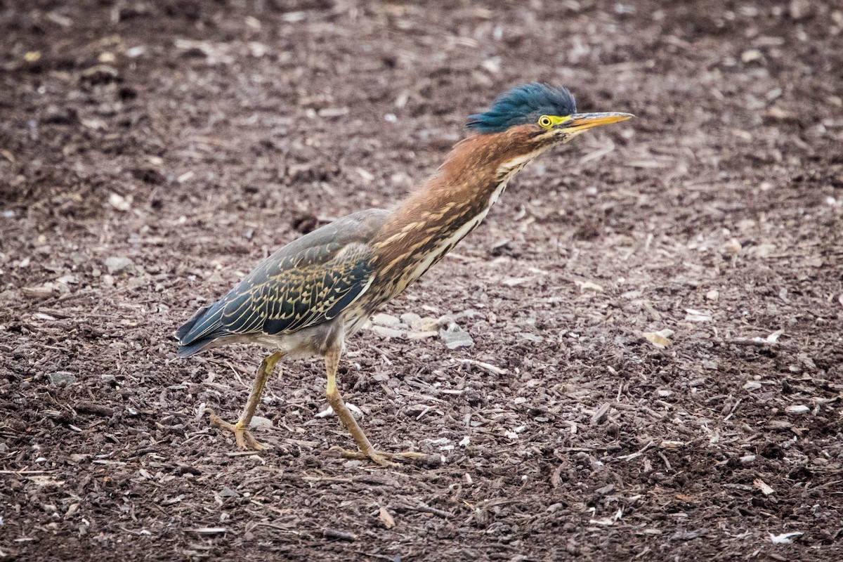 Green Heron - ML526332371