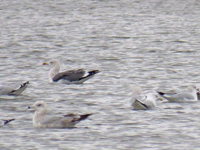 Lesser Black-backed Gull - ML526333361