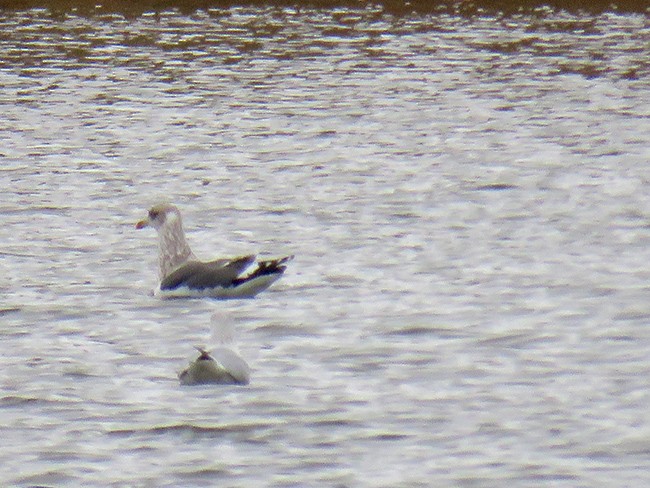 Lesser Black-backed Gull - ML526333571