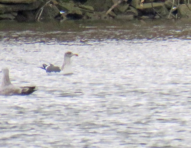 Lesser Black-backed Gull - ML526333771