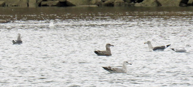 Lesser Black-backed Gull - ML526333821