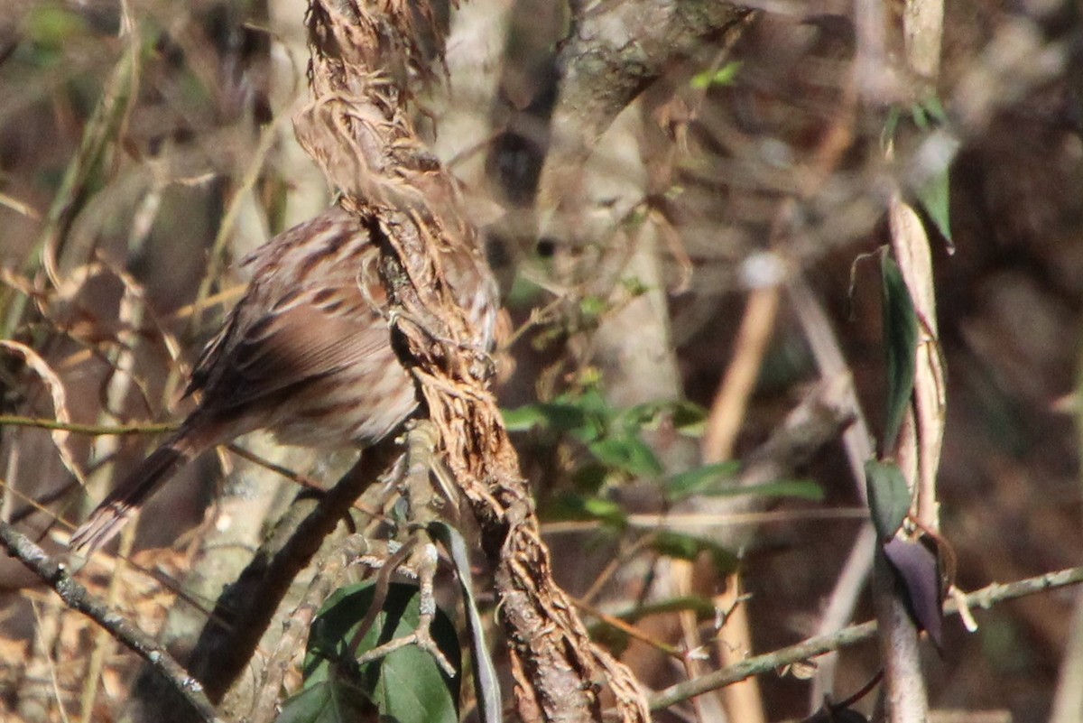 Song Sparrow - Betty Thomas