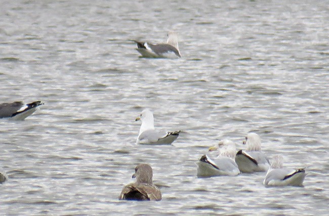 Gaviota Sombría - ML526333901