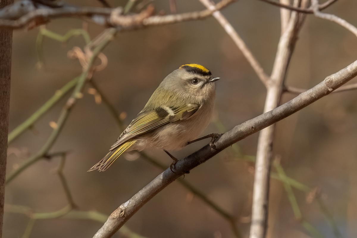 Golden-crowned Kinglet - ML526334631