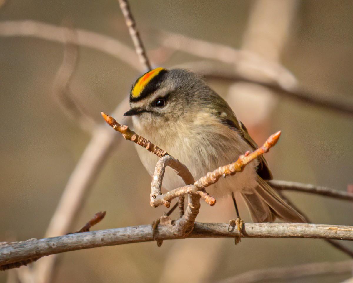 Golden-crowned Kinglet - ML526334641