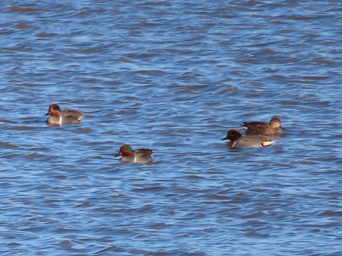 Green-winged Teal - ML526334921