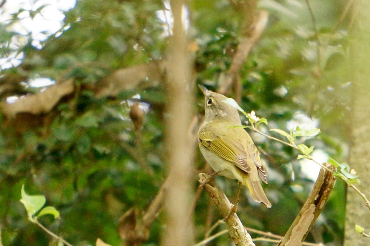 Ijima's Leaf Warbler - Cassie  Liu