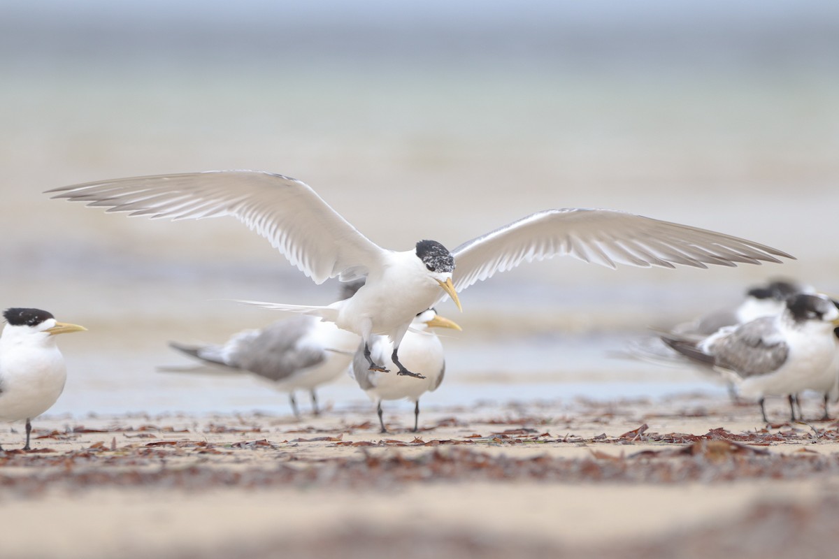 Great Crested Tern - Herman Viviers