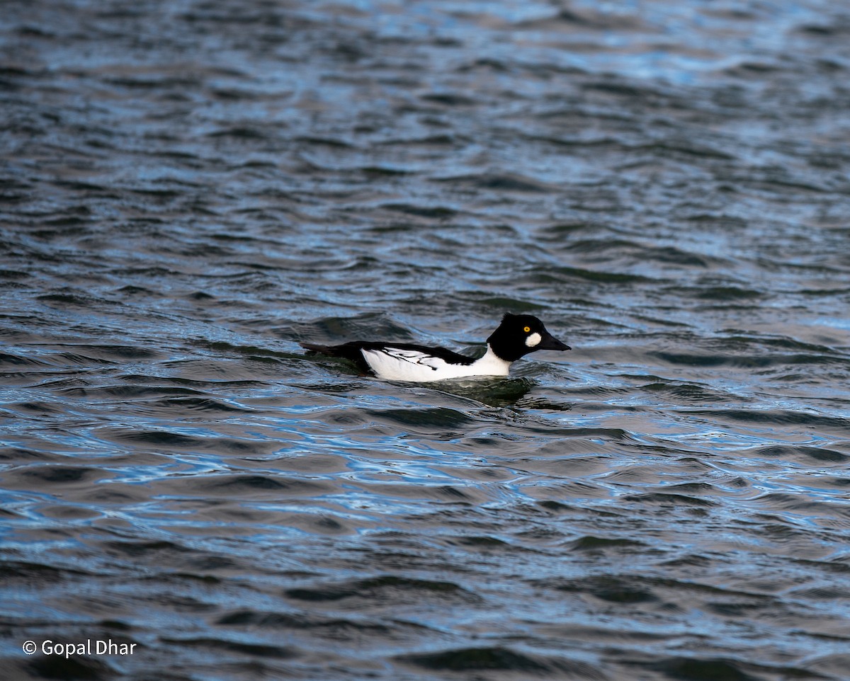 Common Goldeneye - Gopal Dhar