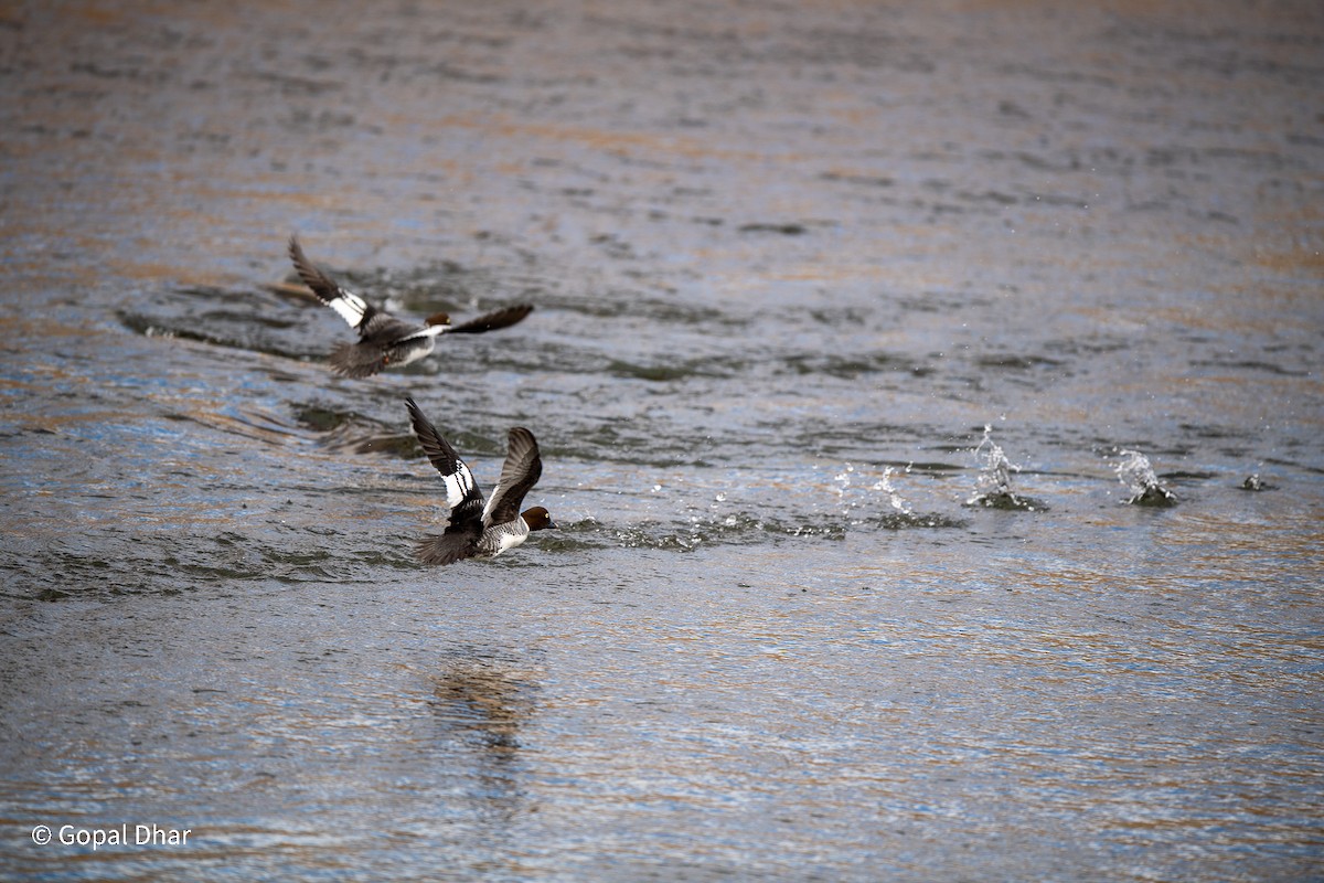 Common Goldeneye - ML526338461