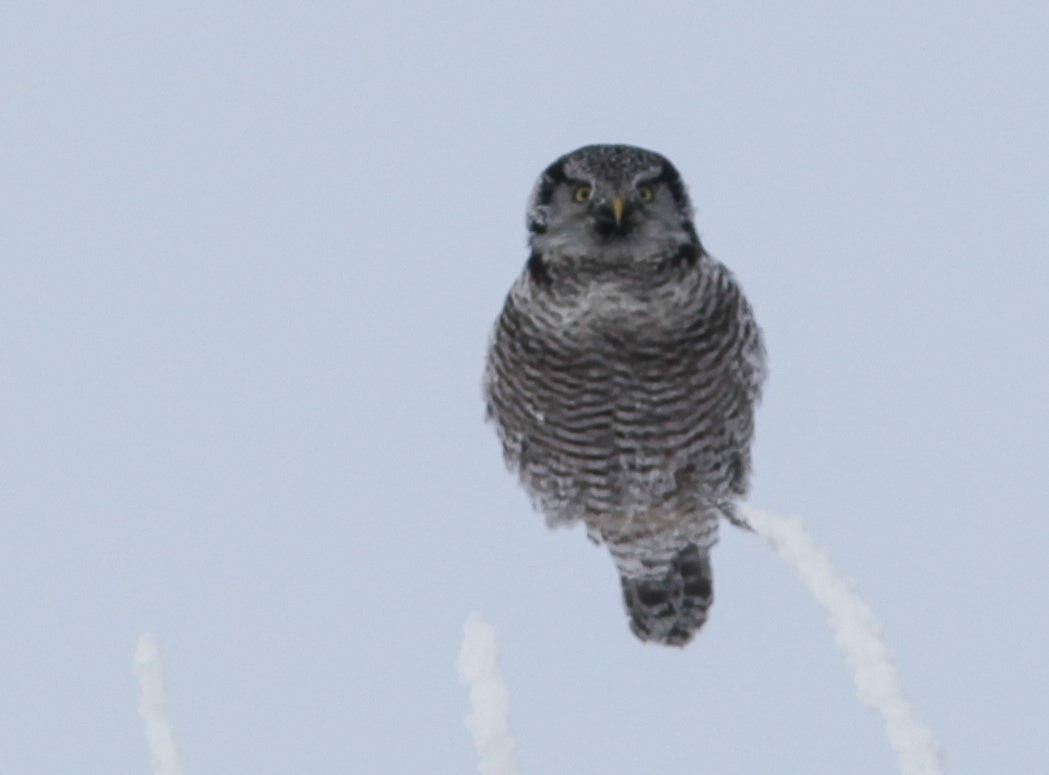 Northern Hawk Owl - Irene Crosland