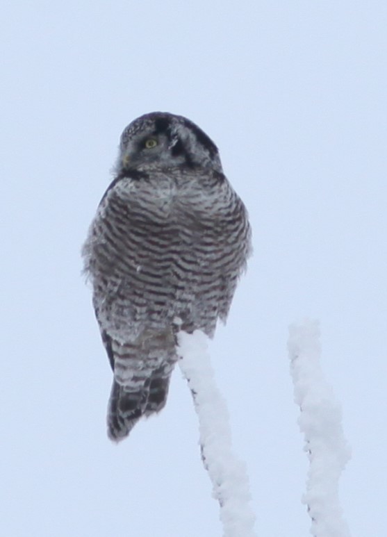 Northern Hawk Owl - Irene Crosland