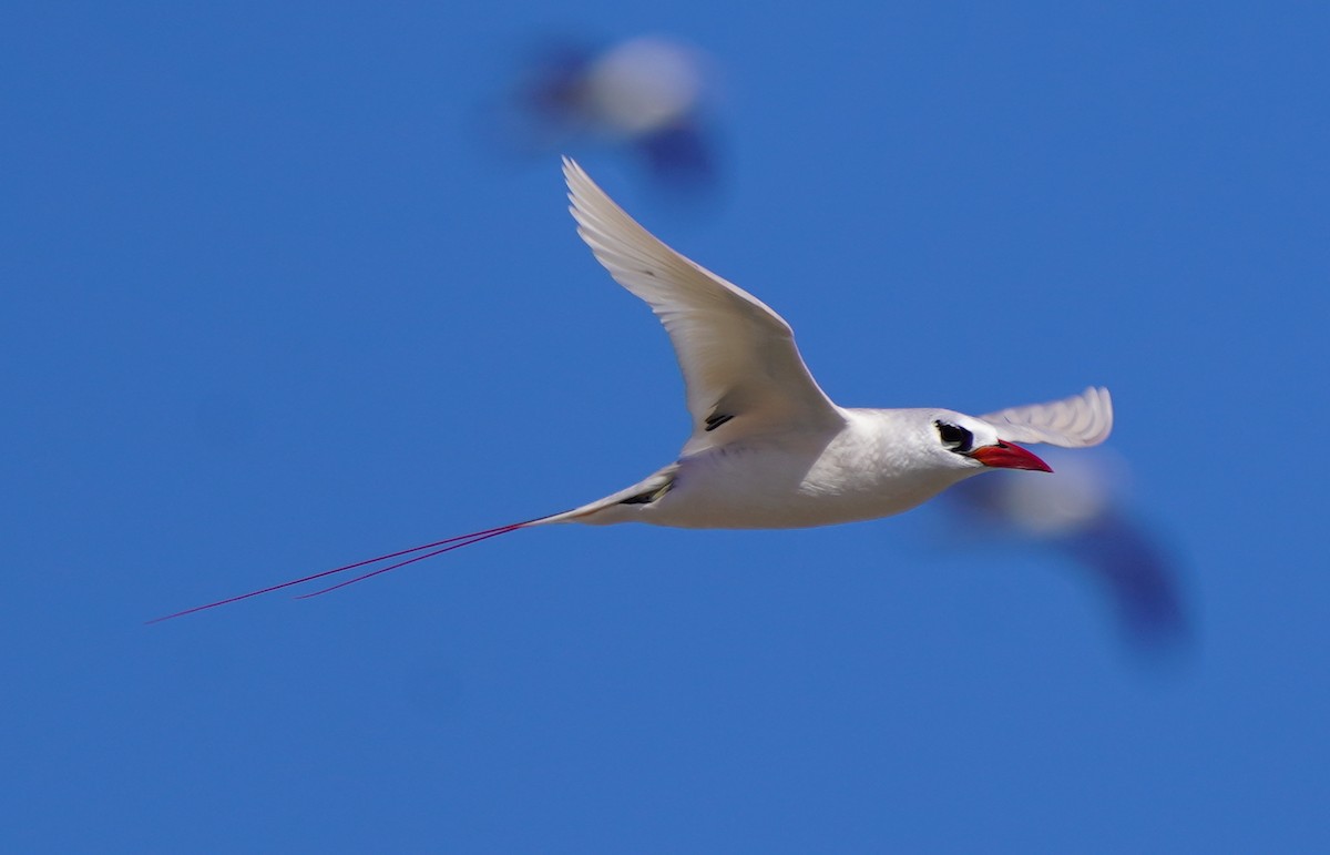 Red-tailed Tropicbird - ML526339681
