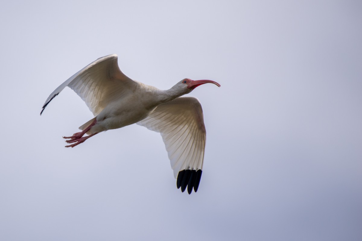 White Ibis - Herb Elliott