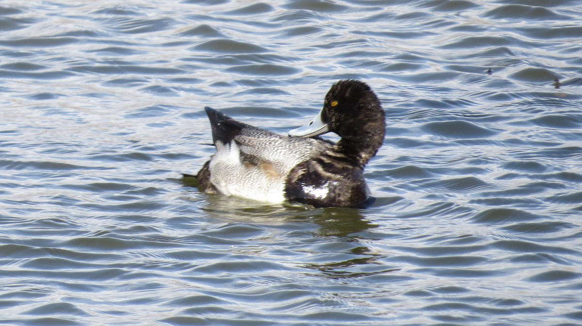 Lesser Scaup - ML526341371