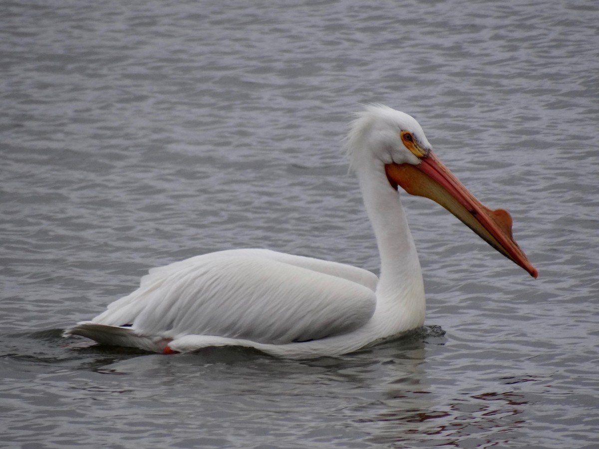 American White Pelican - ML52634201