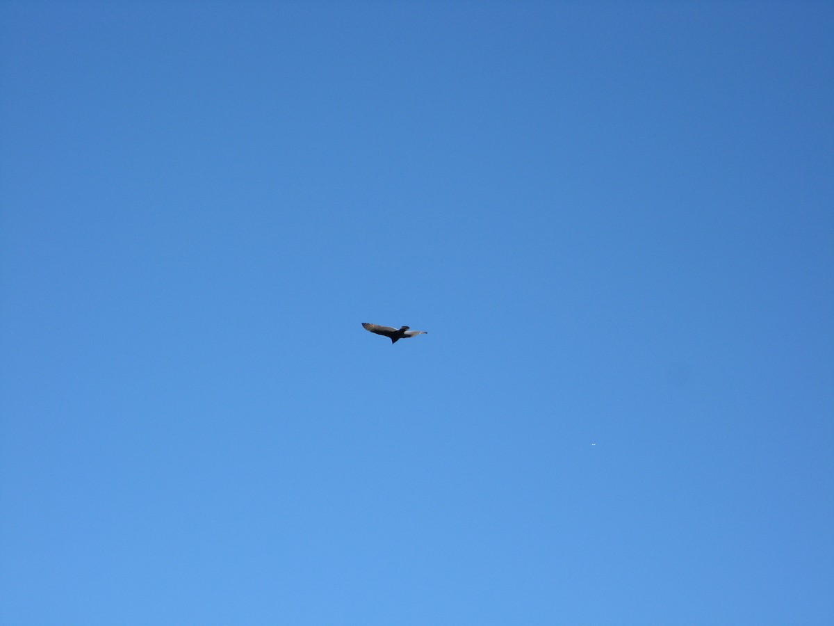 Turkey Vulture - ML526342521