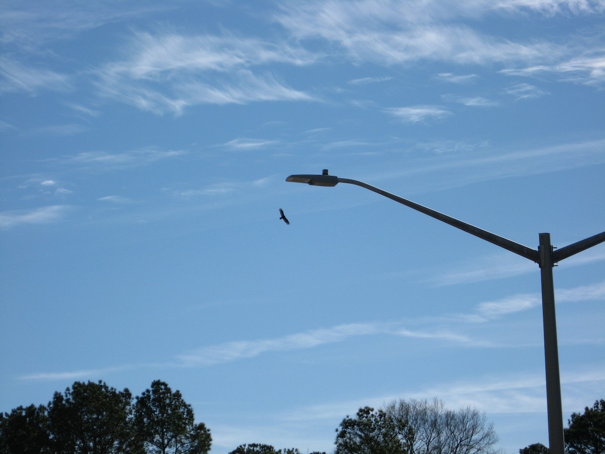 Turkey Vulture - ML526342591