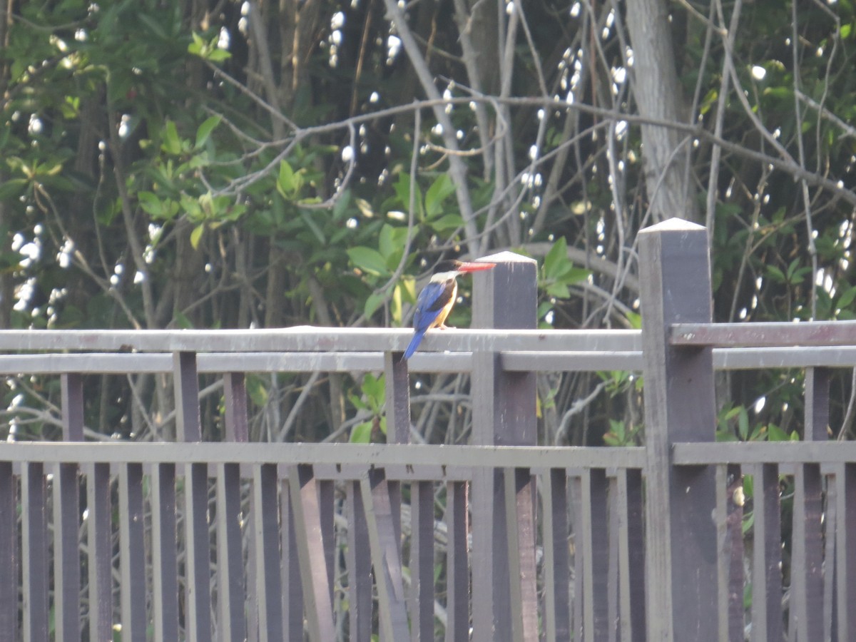 Black-capped Kingfisher - ML526345781