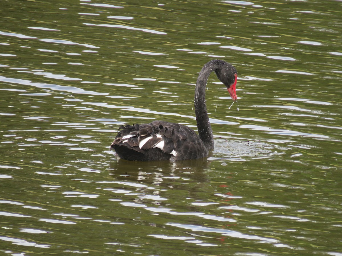 Black Swan - ML526346211