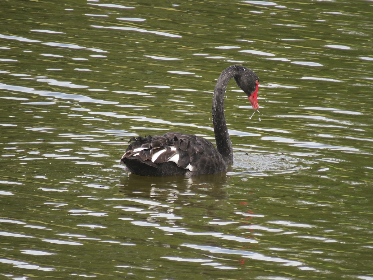 Cisne Negro - ML526346211