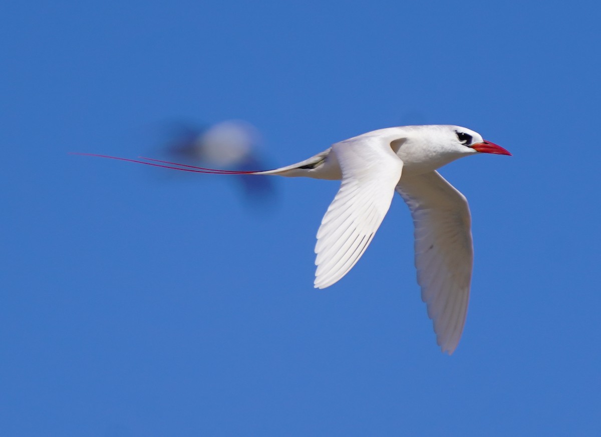 Red-tailed Tropicbird - ML526346701