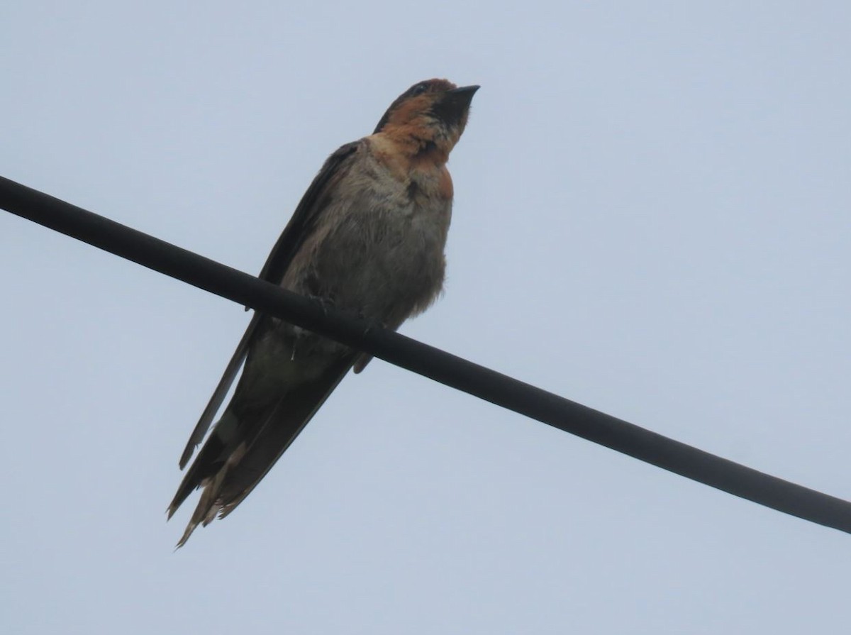 Pacific Swallow - Michal Bardecki