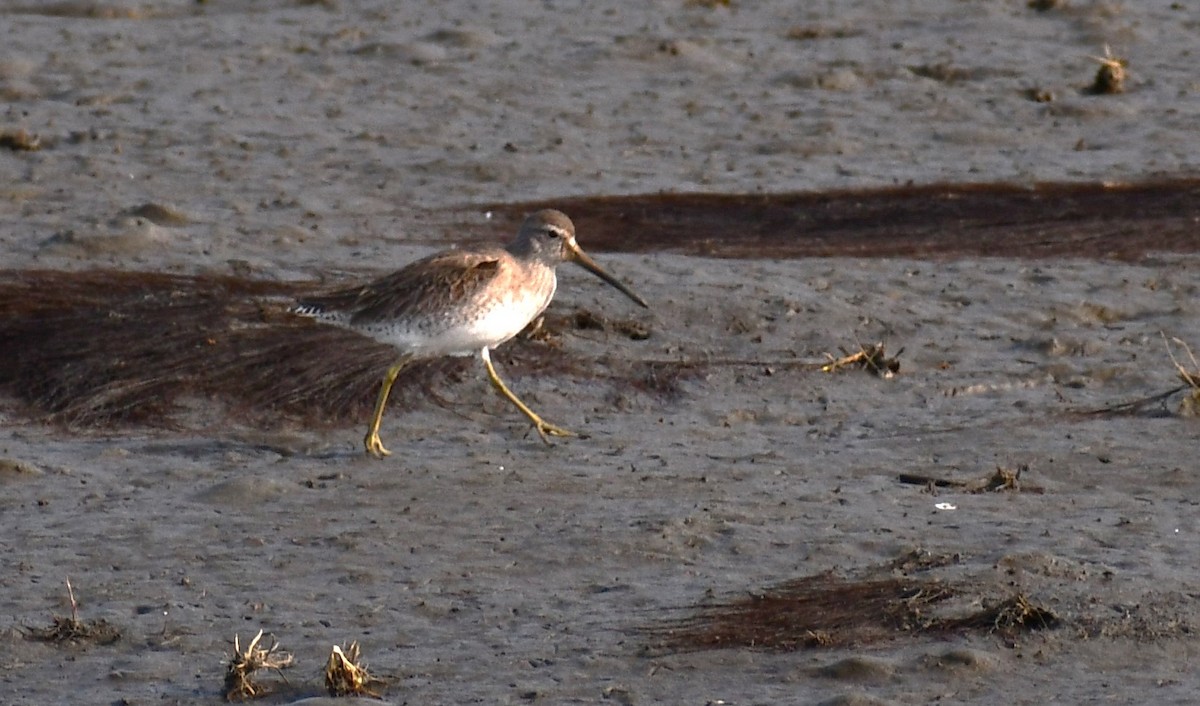 Short-billed Dowitcher - ML526348161