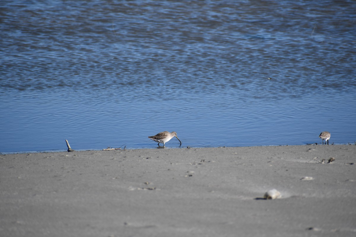 Short-billed/Long-billed Dowitcher - ML526348441