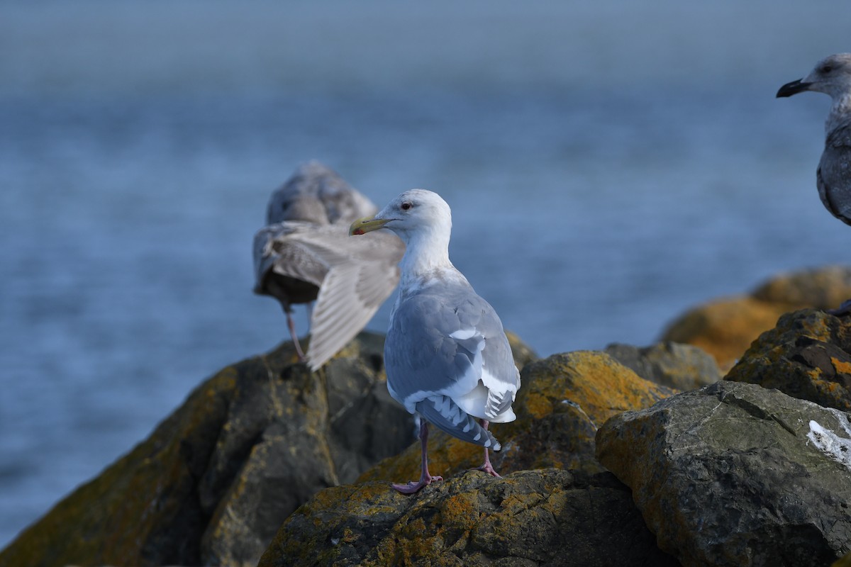 Glaucous-winged Gull - ML526348521